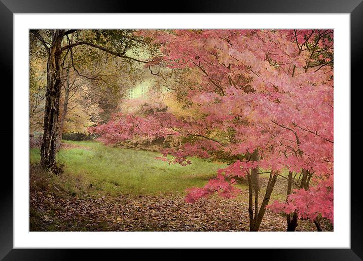 Soft Pink Framed Mounted Print by Dawn Cox