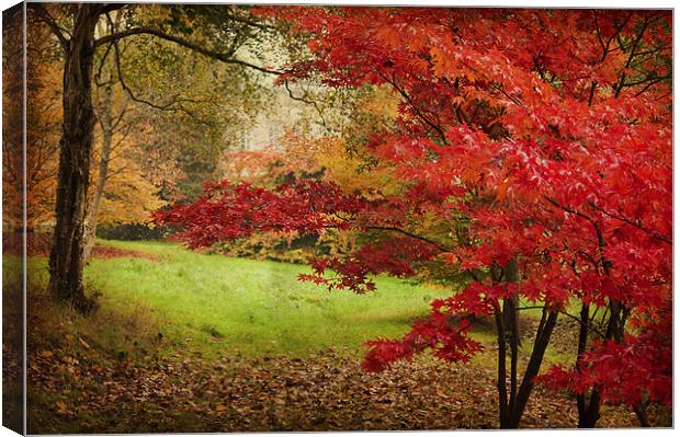 Vibrant Red Acer Canvas Print by Dawn Cox