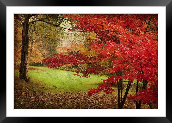 Vibrant Red Acer Framed Mounted Print by Dawn Cox