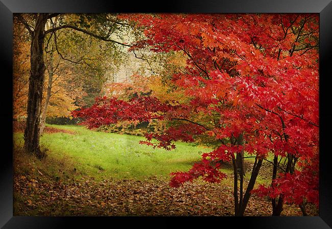 Vibrant Red Acer Framed Print by Dawn Cox