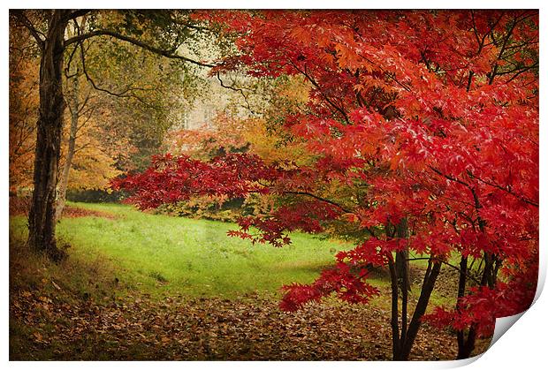 Vibrant Red Acer Print by Dawn Cox