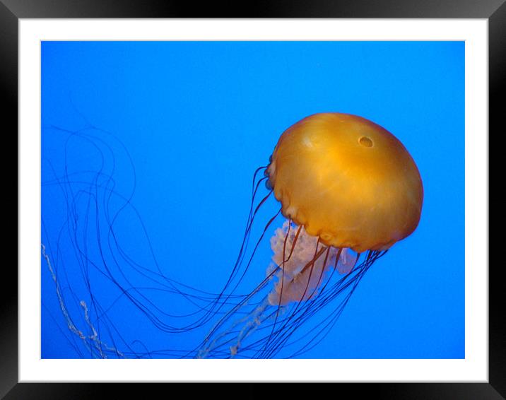 jellyfish Framed Mounted Print by robert bolinger