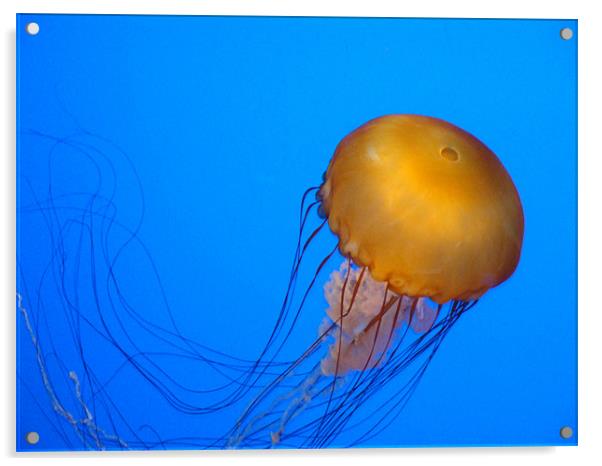 jellyfish Acrylic by robert bolinger