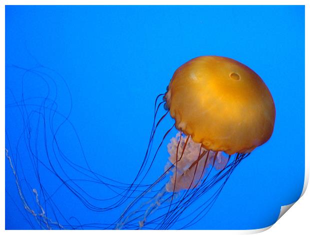 jellyfish Print by robert bolinger
