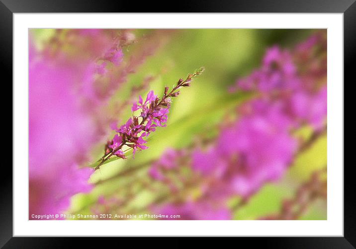 Pink Flowers Framed Mounted Print by Phillip Shannon