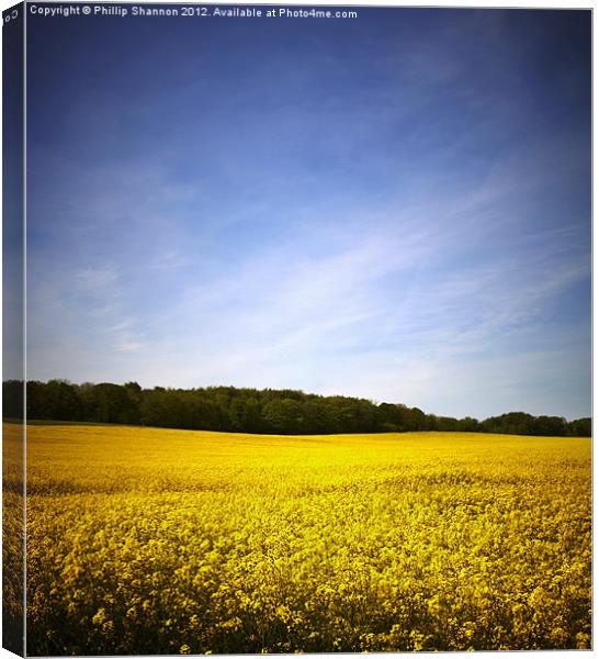 Rapeseed field 02 Canvas Print by Phillip Shannon