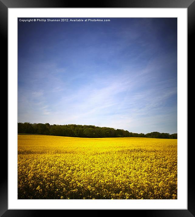 Rapeseed field 02 Framed Mounted Print by Phillip Shannon