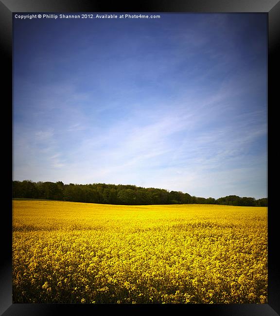 Rapeseed field 02 Framed Print by Phillip Shannon