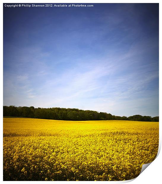 Rapeseed field 02 Print by Phillip Shannon
