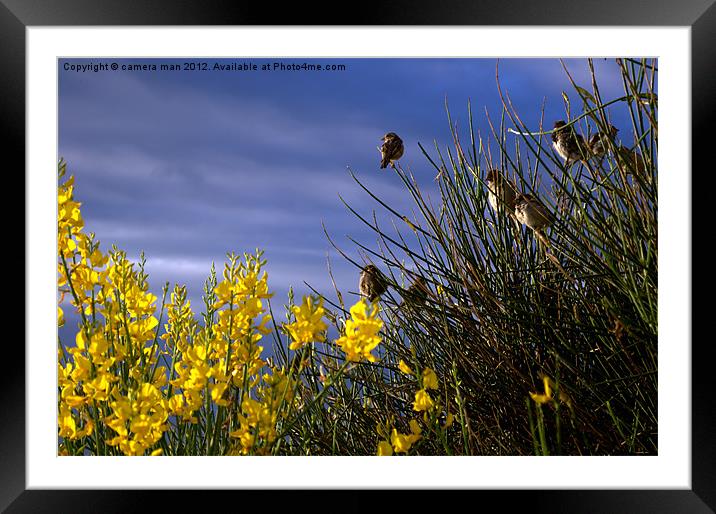 Broom Sparrows Framed Mounted Print by camera man