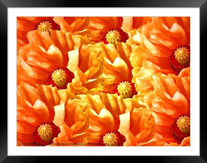 Just Poppies Framed Mounted Print by Sharon Lisa Clarke