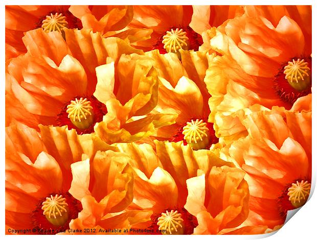 Just Poppies Print by Sharon Lisa Clarke
