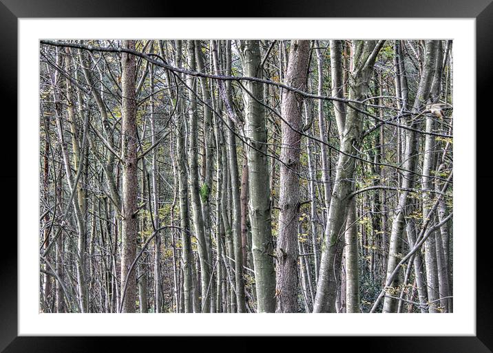 Woods, Armathwaite Gorge, Cumbria Framed Mounted Print by Gavin Wilson