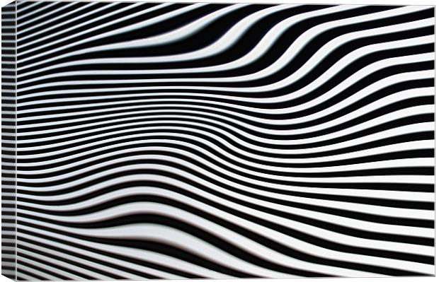 Crazy Zebra Canvas Print by Jacqi Elmslie