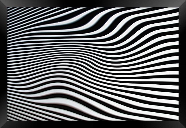 Crazy Zebra Framed Print by Jacqi Elmslie