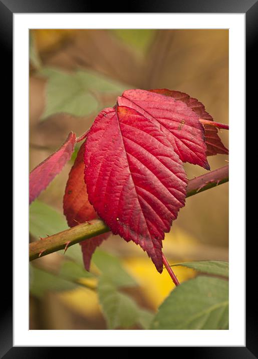 Autumn Leaves Framed Mounted Print by Steve Purnell