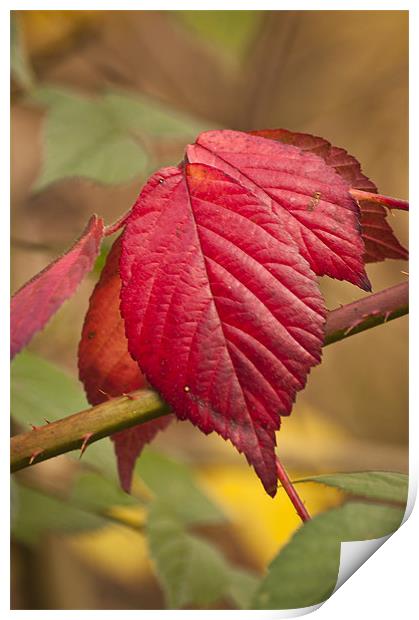 Autumn Leaves Print by Steve Purnell