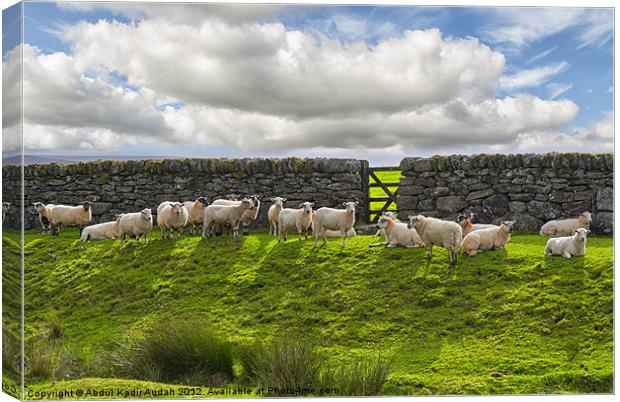 Sheep of Dartmoor Canvas Print by Abdul Kadir Audah