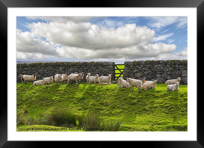 Sheep of Dartmoor Framed Mounted Print by Abdul Kadir Audah
