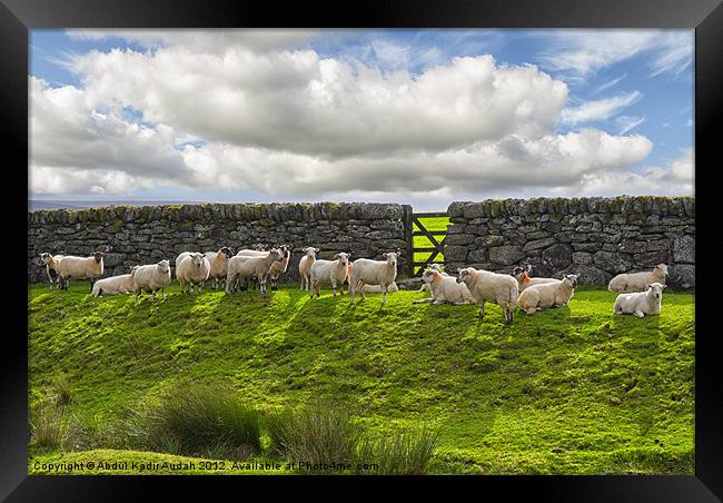 Sheep of Dartmoor Framed Print by Abdul Kadir Audah