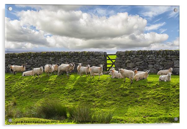 Sheep of Dartmoor Acrylic by Abdul Kadir Audah