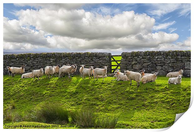 Sheep of Dartmoor Print by Abdul Kadir Audah