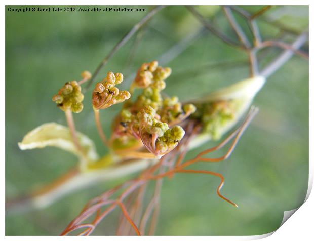 Unfurling Fennel seed head Print by Janet Tate