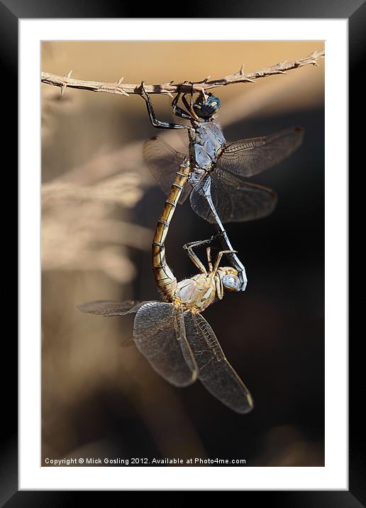 Dragonflies mating Framed Mounted Print by RSRD Images 