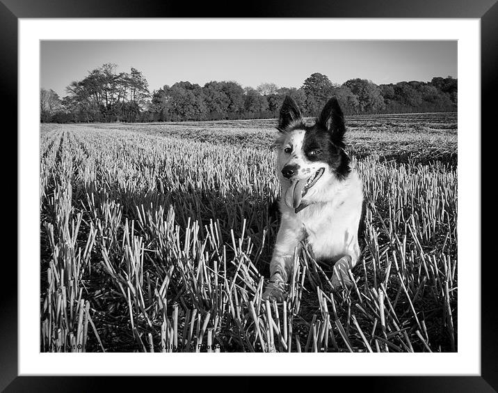 Border Collie dog Framed Mounted Print by Keith Thorburn EFIAP/b