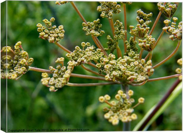 Fennel seed head. Canvas Print by Janet Tate