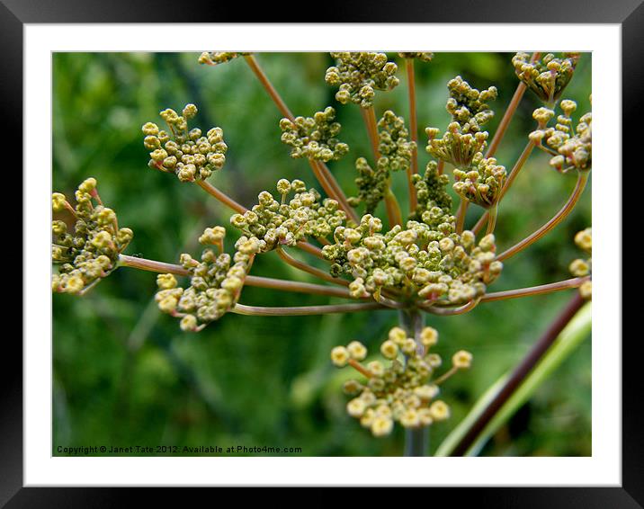 Fennel seed head. Framed Mounted Print by Janet Tate