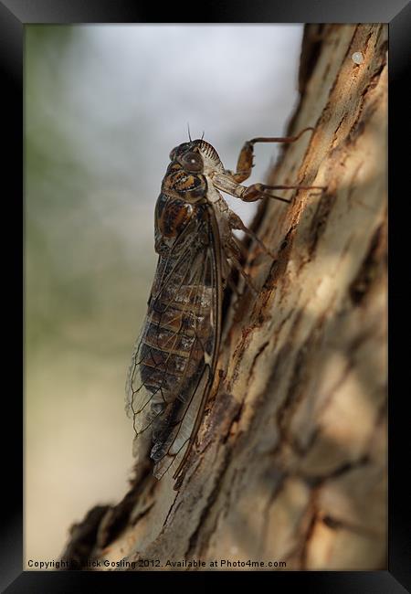 Cicada Framed Print by RSRD Images 