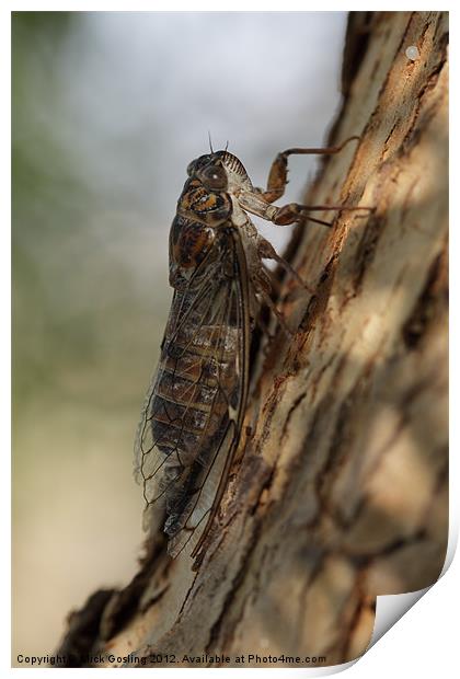 Cicada Print by RSRD Images 