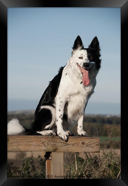 Border Collie Dog Framed Print by Keith Thorburn EFIAP/b