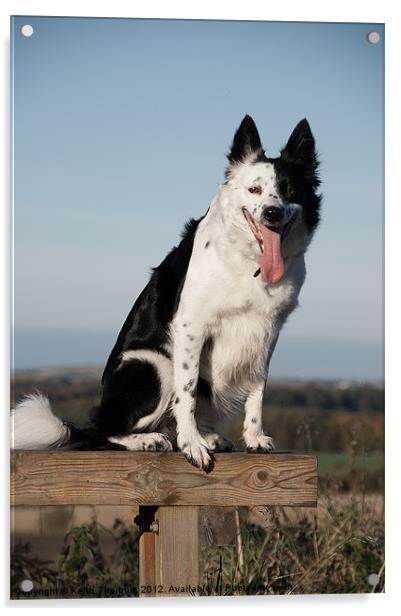 Border Collie Dog Acrylic by Keith Thorburn EFIAP/b