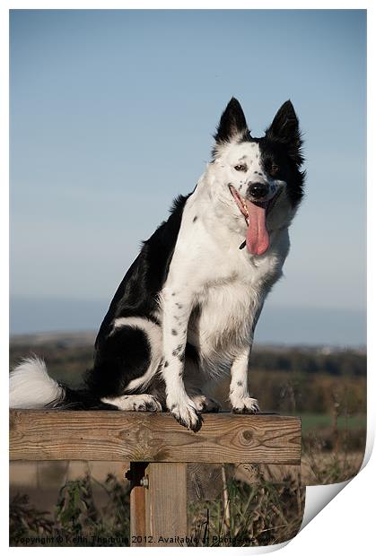 Border Collie Dog Print by Keith Thorburn EFIAP/b
