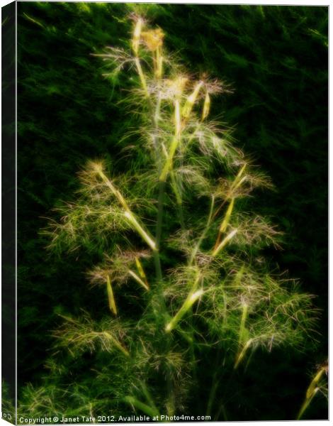 Soft Bronze Fennel Canvas Print by Janet Tate