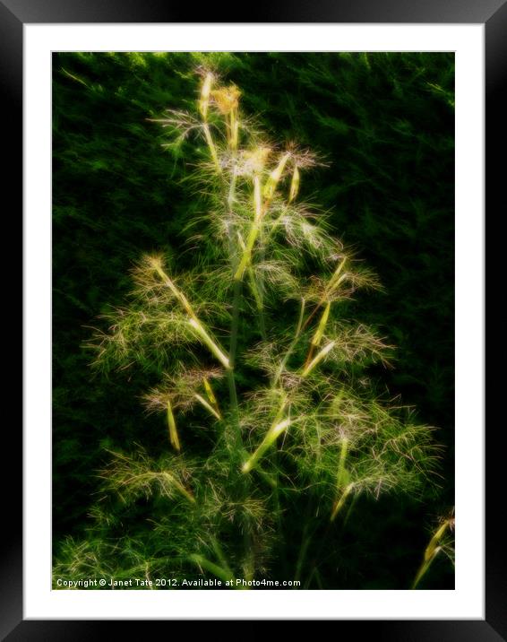 Soft Bronze Fennel Framed Mounted Print by Janet Tate