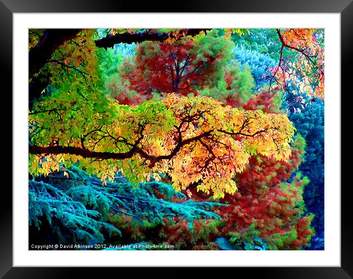 AUTUMN COLOURS Framed Mounted Print by David Atkinson