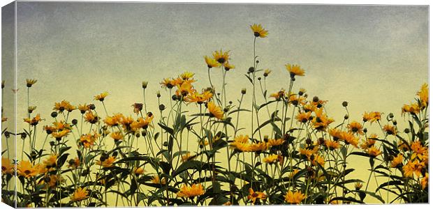field of gold Canvas Print by Heather Newton