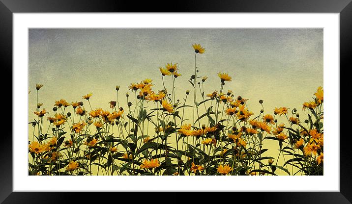 field of gold Framed Mounted Print by Heather Newton