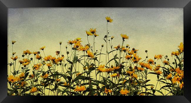 field of gold Framed Print by Heather Newton