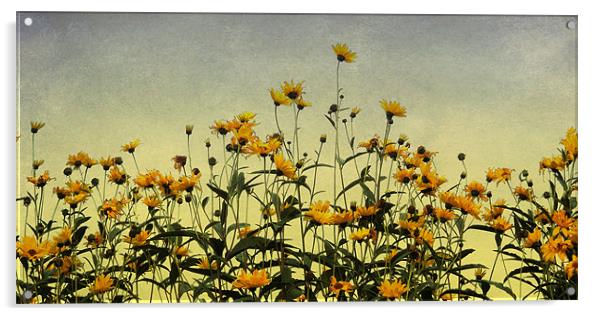 field of gold Acrylic by Heather Newton