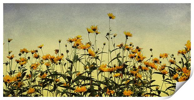 field of gold Print by Heather Newton