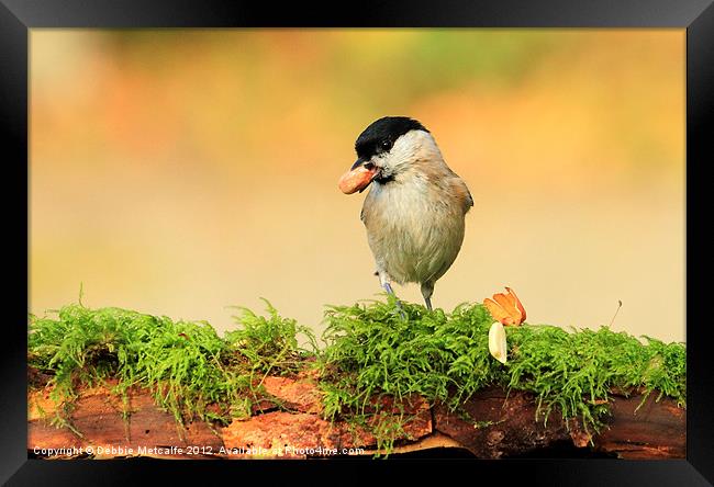 Hungry Willow Tit Framed Print by Debbie Metcalfe