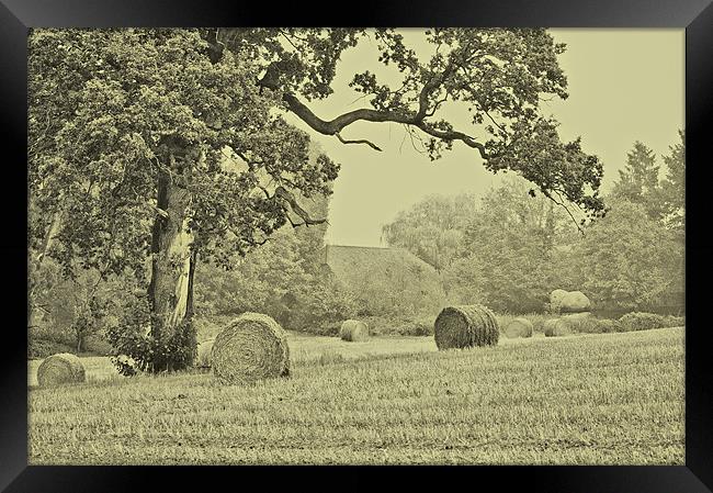 A Distant Memory of Summer Framed Print by Dawn Cox