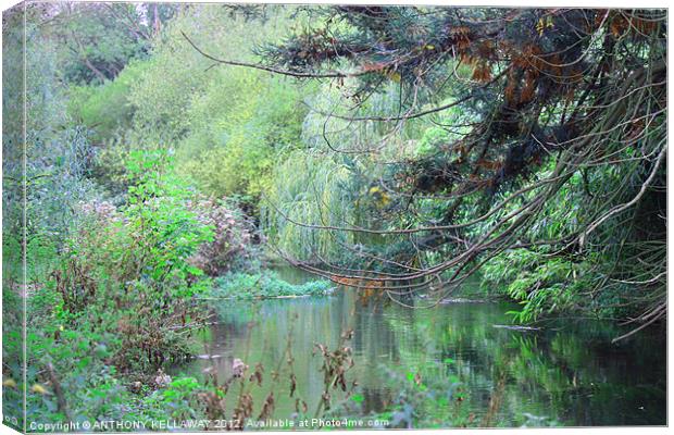 River Itchen Canvas Print by Anthony Kellaway