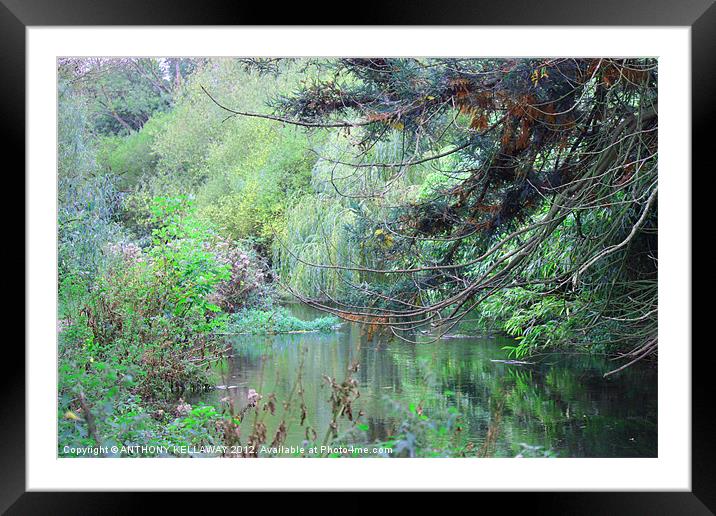 River Itchen Framed Mounted Print by Anthony Kellaway