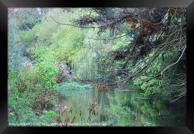 River Itchen Framed Print by Anthony Kellaway