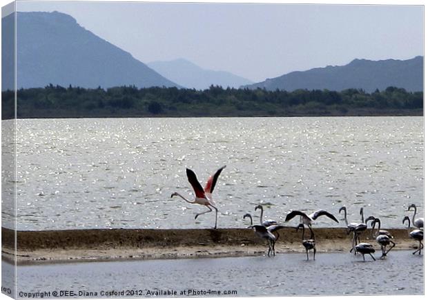 Flamingo take-off, Gialova Lagoon, Greece Canvas Print by DEE- Diana Cosford